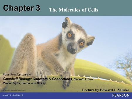 Chapter 3 The Molecules of Cells.