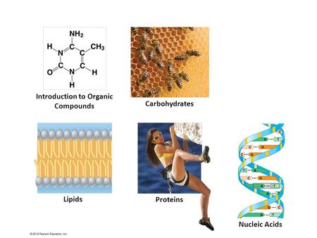 Introduction to Organic Compounds